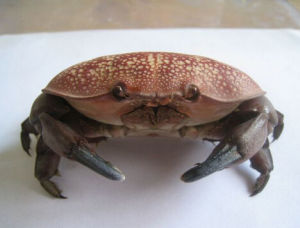 正直愛潔蟹 正直愛潔蟹