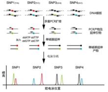 SNP基因分型