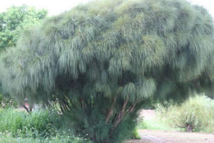 千頭木麻黃 千頭木麻黃