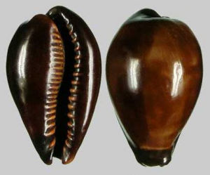 茶果寶螺 茶果寶螺