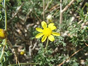 星毛短舌菊 星毛短舌菊