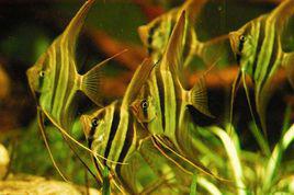 埃及神仙魚 埃及神仙魚