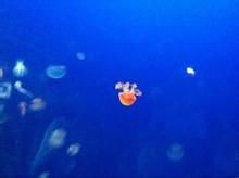 莫森水母 莫森水母