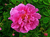 Rosa damascena 002.JPG