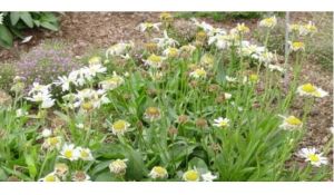 白花匹菊 白花匹菊