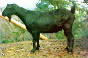 馬關無角山羊 馬關無角山羊