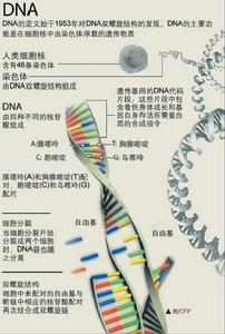 （圖）DNA