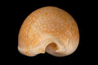 擬初雪寶螺 擬初雪寶螺