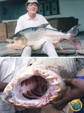 維德與巨型虎魚