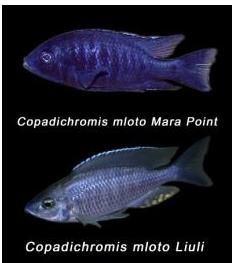 洛氏槳鰭麗魚 洛氏槳鰭麗魚