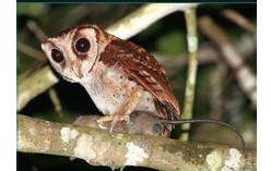 非洲栗鴞 非洲栗鴞