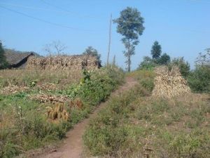 雞叫山村 雞叫山村