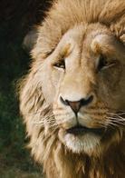 納尼亞傳奇[美國2005年安德魯&middot;亞當森執導電影]