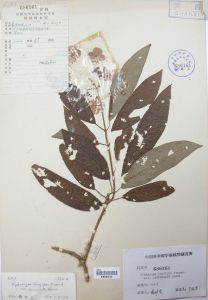 披針繡球 披針繡球