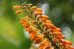 囊粉花科 囊粉花科