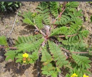 多對小葉委陵菜 多對小葉委陵菜