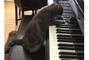 鋼琴貓 鋼琴貓