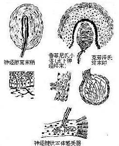 機械刺激感受器