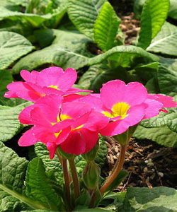 西藏獨花報春 西藏獨花報春