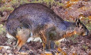 梅諾卡島兔王 梅諾卡島兔王