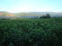 武候自然村 武候自然村