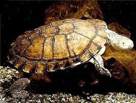 刺骨刺頸龜 刺骨刺頸龜