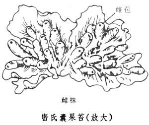 囊果苔屬 囊果苔屬