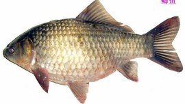 土鯽魚 土鯽魚