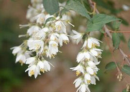 綠背溲疏 綠背溲疏