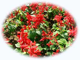 一串紅唇 一串紅唇