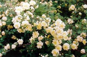 切花“玫瑰“實為月季