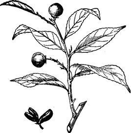 短柄三角車 短柄三角車