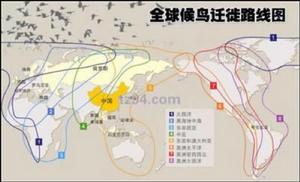 鳥類遷徙 鳥類遷徙