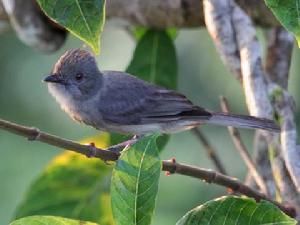 灰悲霸鶲 灰悲霸鶲