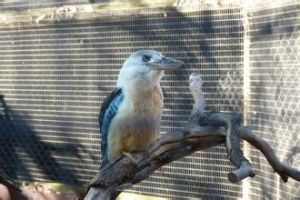 帕斯基亞鳥 帕斯基亞鳥