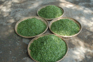 白雲銀毫茶 白雲銀毫茶