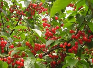 嶗山旅遊文化節