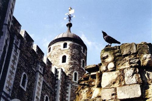 倫敦塔的渡鴉