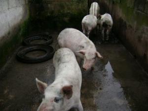 舍仁村-生豬養殖