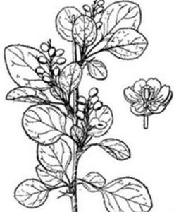 異長穗小檗 異長穗小檗