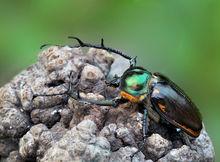 陽彩臂金龜外形