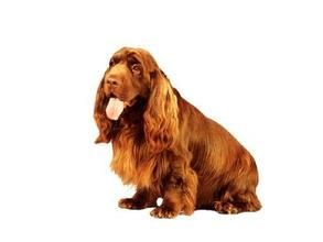 薩塞克斯西班牙獵犬 薩塞克斯西班牙獵犬