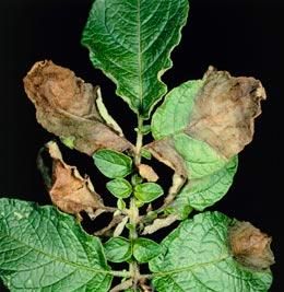 馬鈴薯枯萎病 馬鈴薯枯萎病