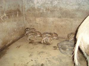 特種養殖場 特種養殖場