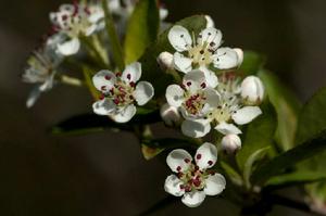 黑果腺肋花楸 黑果腺肋花楸