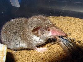 黑齒鼩鼱 黑齒鼩鼱