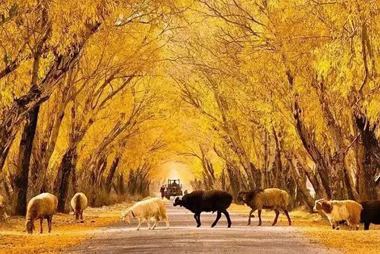 秋季這些地方美成天堂,就等你來了。