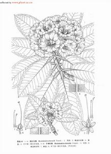 銹紅毛杜鵑 銹紅毛杜鵑