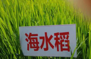 海水稻
