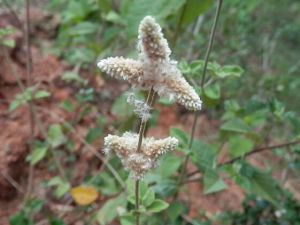 海南白花莧 海南白花莧